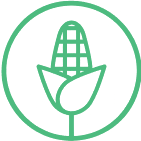 Corn icon