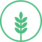 Triticale icon