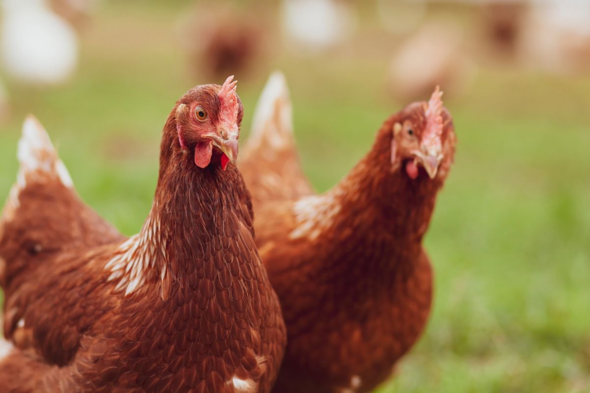 UpTerra Chicken Case Study Img