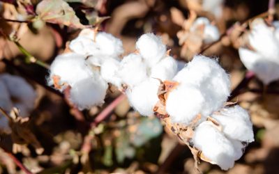 Cotton: 31.3% increase in average bolls per plant