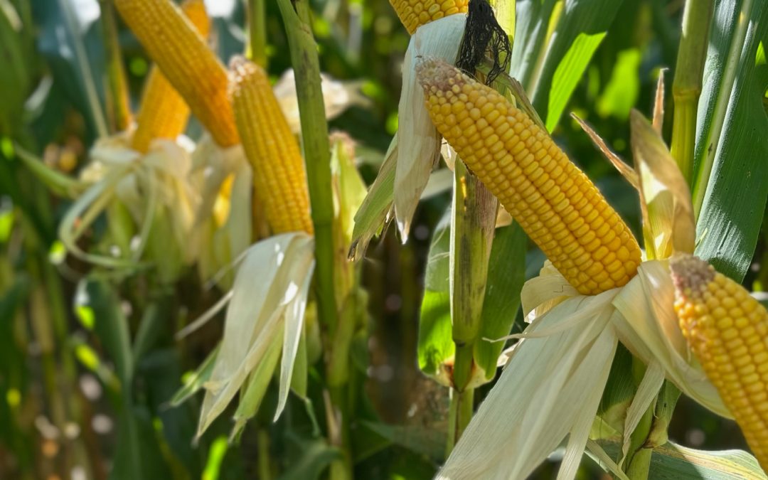 Corn: $101 per acre profit increase