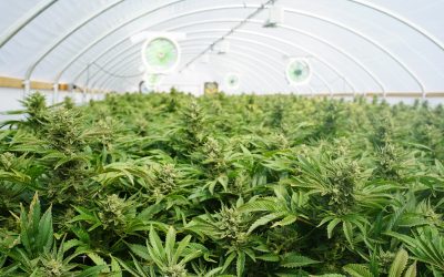 Cannabis: 43% Increase in Flower Biomass