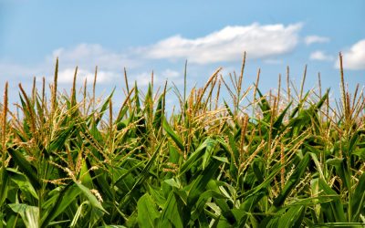 Corn: 18-20% Increase in Available Moisture