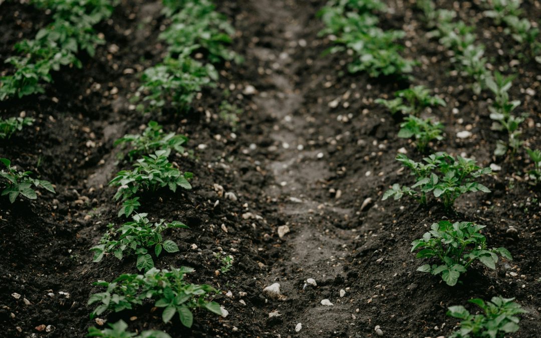 Maximize Soil’s Water Holding Capacity