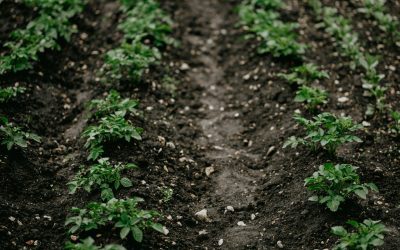 Maximize Soil’s Water Holding Capacity
