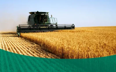 6 Smart Strategies to Increase Crop Yields Without Breaking the Bank
