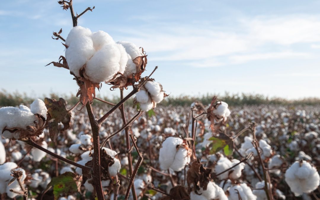 Cotton Trial Results