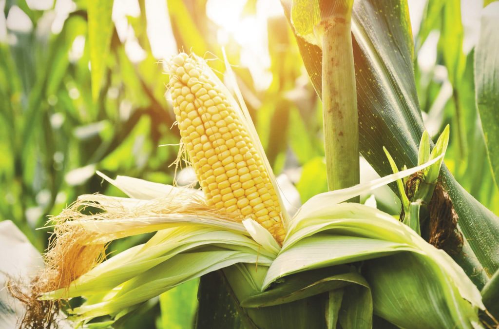 Vegetative Growth in Corn: Simple Tips to Keep Your Crop on Track