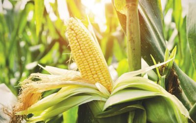 Vegetative Growth in Corn: Simple Tips to Keep Your Crop on Track