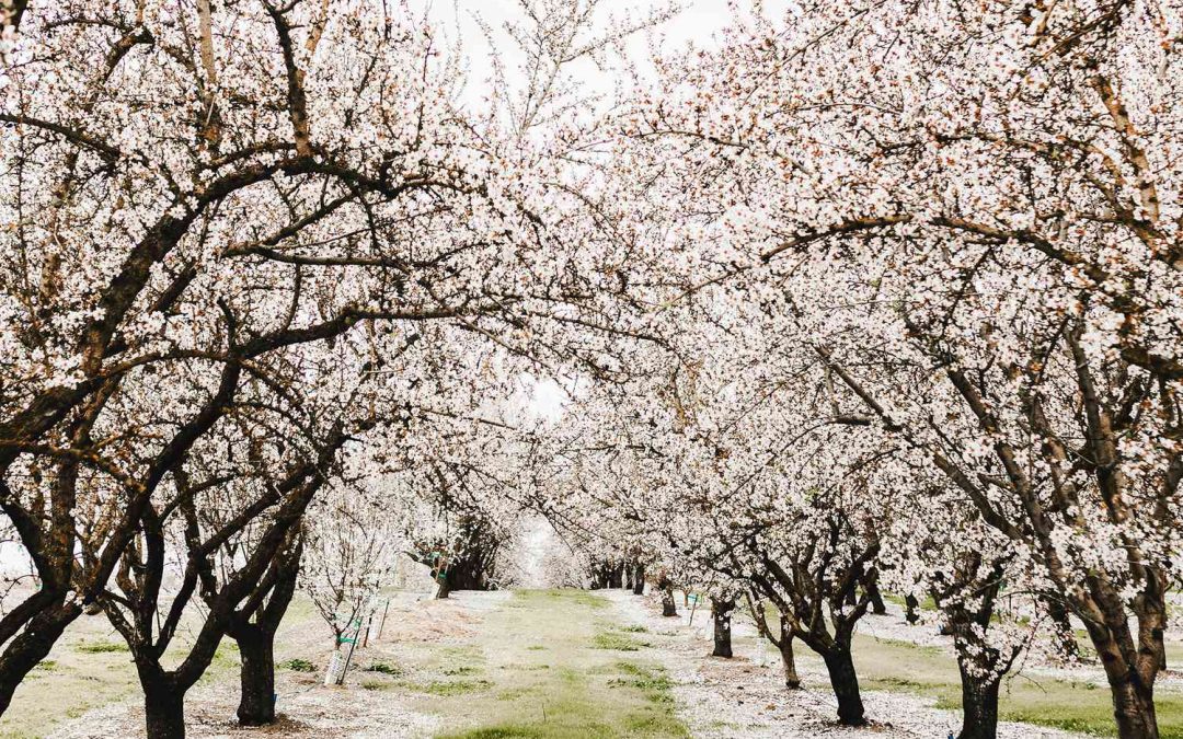 Almond Irrigation Best Practices