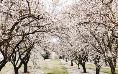 Almond Irrigation Best Practices