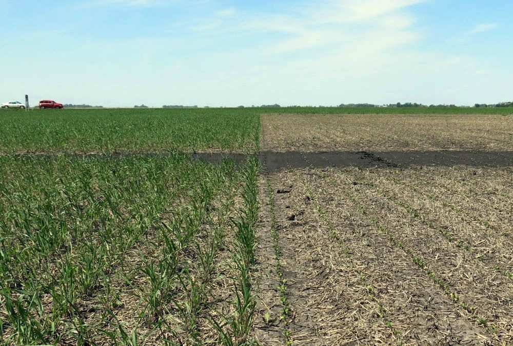 Why Your Crops May Be Struggling: It Might Not Be What You Think