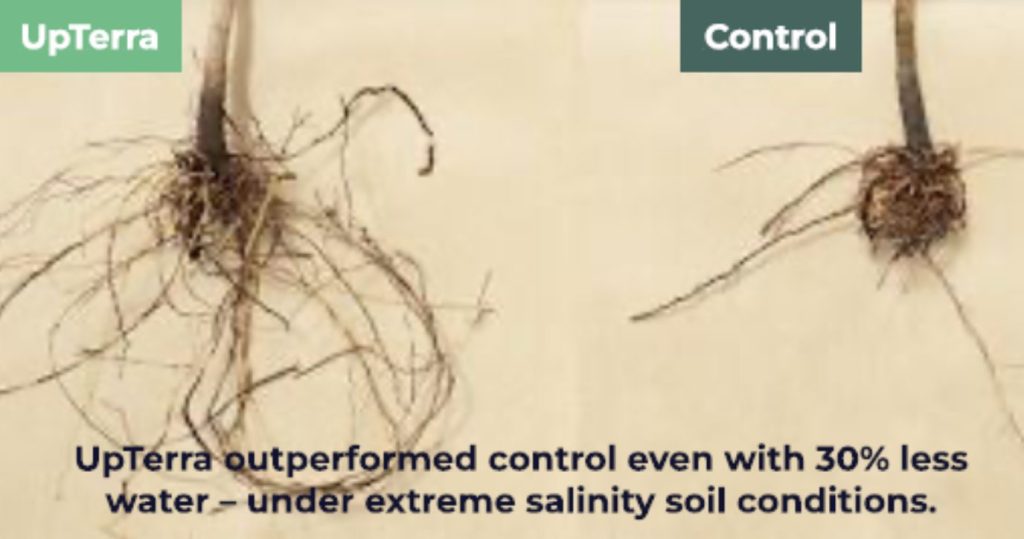 UpTerra TerraFlow pistachio roots showing 107% increase in root mass in saline soil.