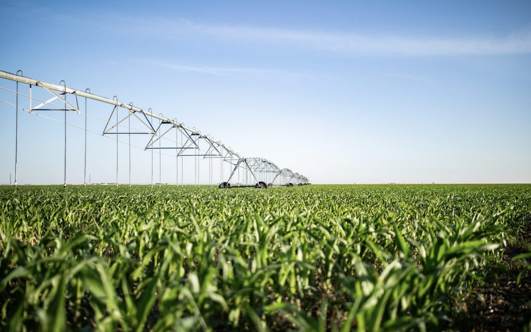 Corn Trial Results