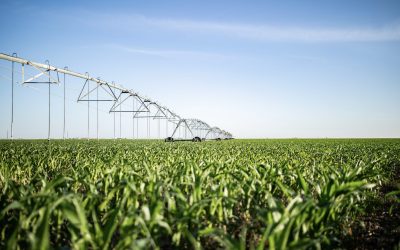 Corn Trial Results