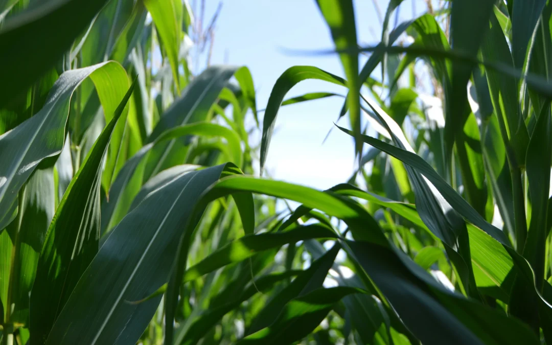 Corn Trial Results (Alfalfa)