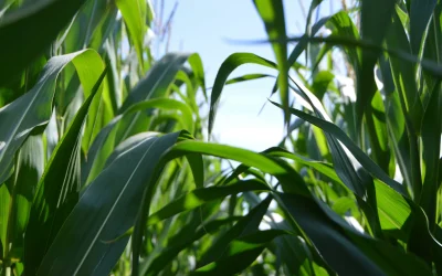 Corn Trial Results