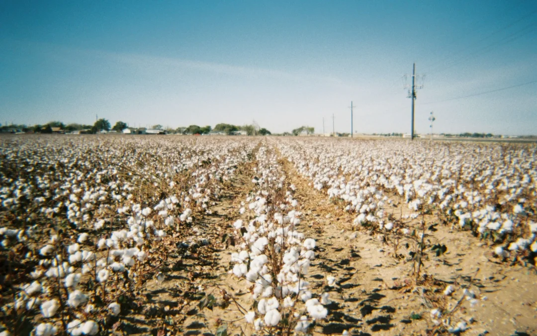 Cotton Trial Results