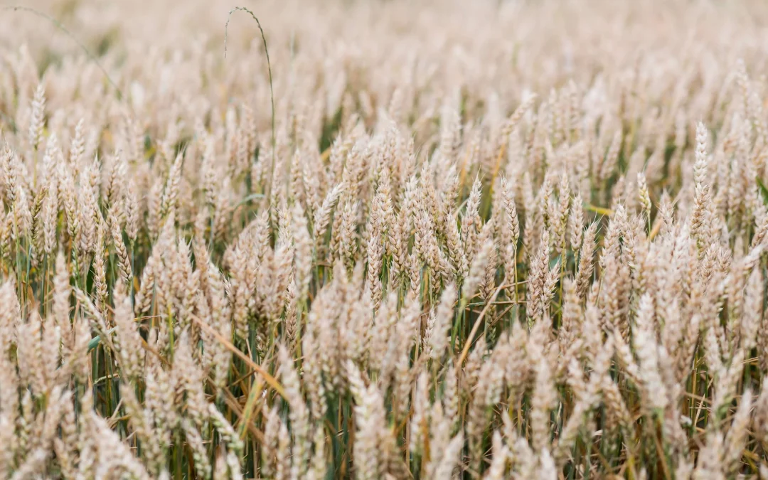 Sorghum Trial Results