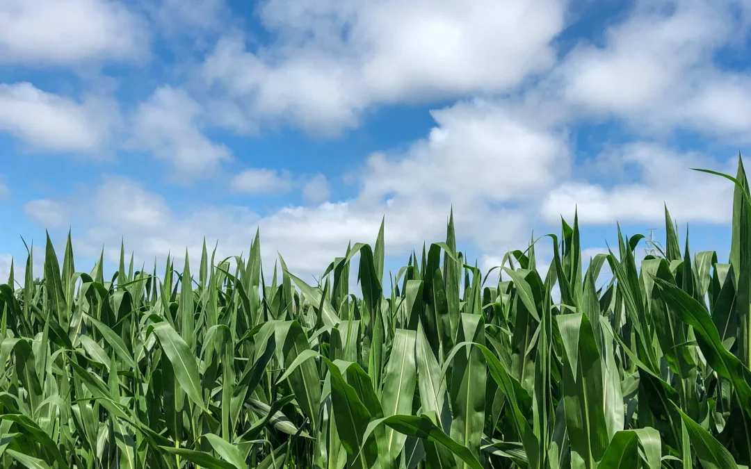 Corn Trial Results