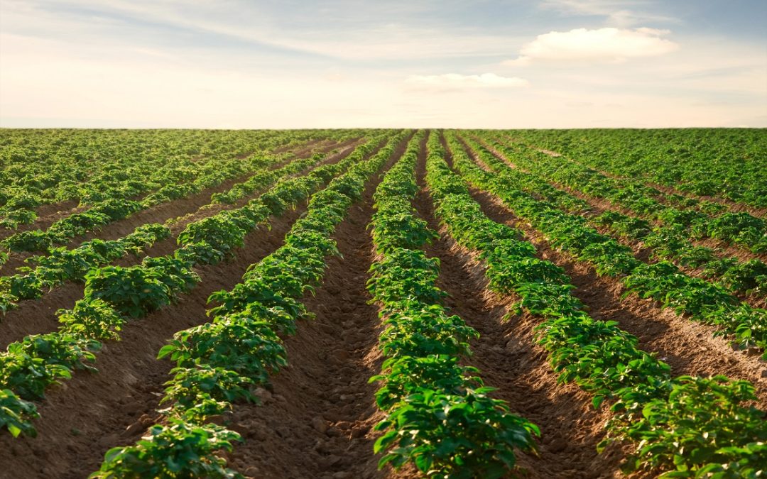 Potato Trial Results (Blackfoot, ID)