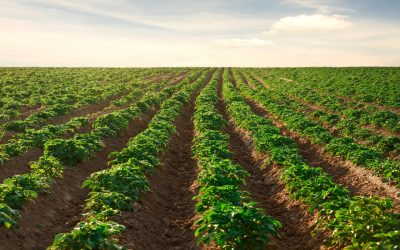 Potato Trial Results (Blackfoot, ID)